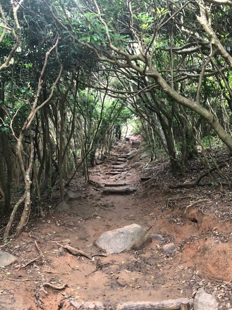糸島のトトロの森